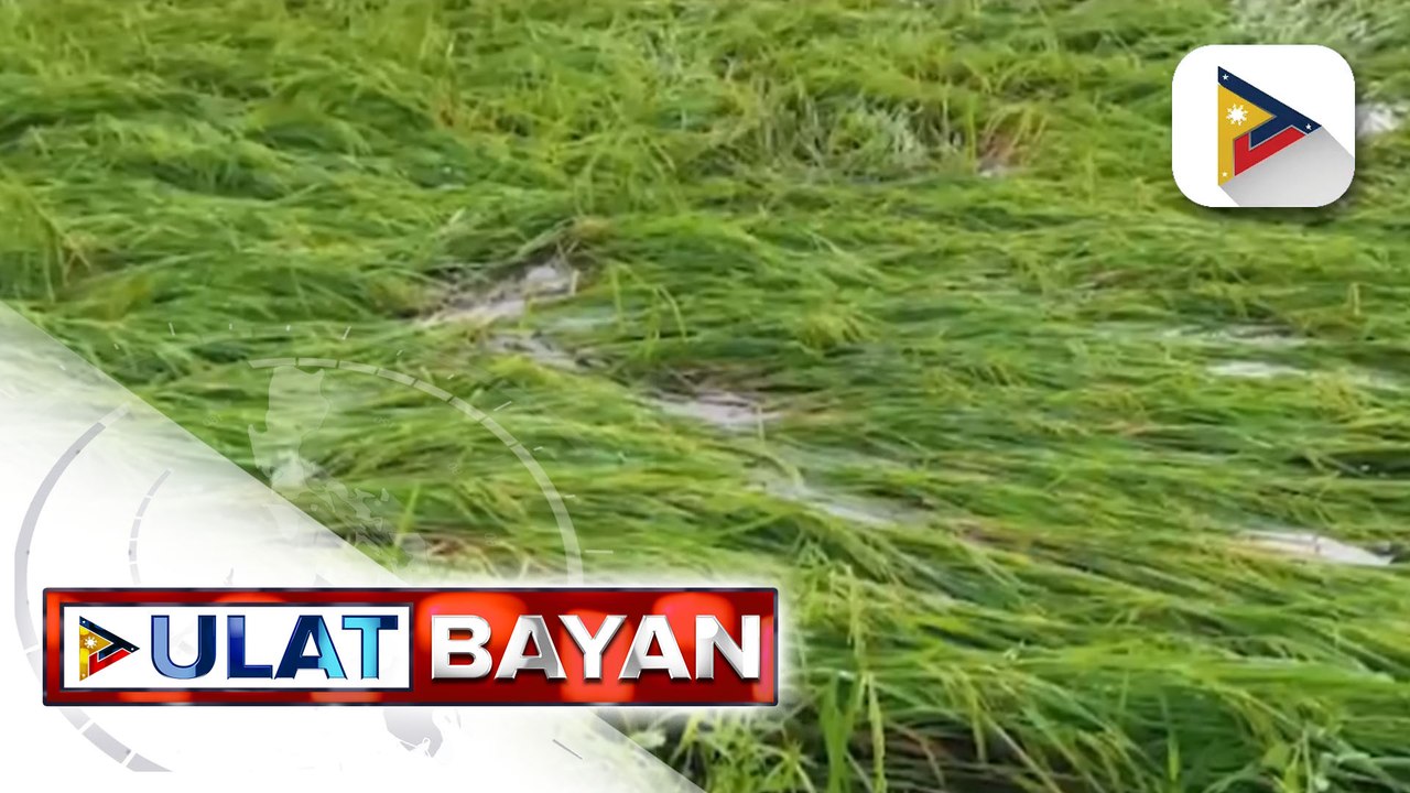 Pinsalang dulot sa agrikultura ng bagyong #KardingPH, pumalo na sa halos P2-B ayon sa Department of Agriculture