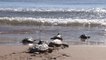 Regresan al mar las 14 tortugas halladas en el nido de El Puig (Valencia) hace un año