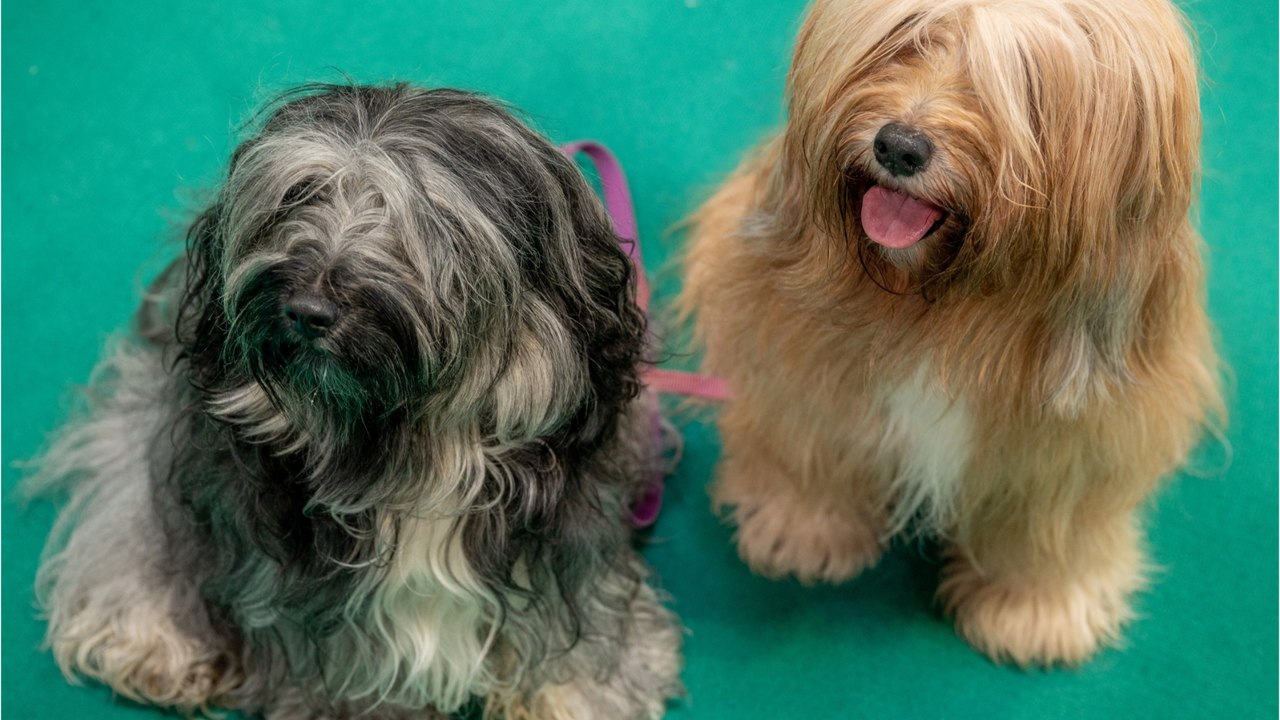 Neglected senior pups Bon Jovi and Rod Stewart suffered a lifetime of abuse and need your help