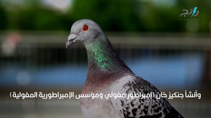 الحمام الزاجل واستخداماته القديمة