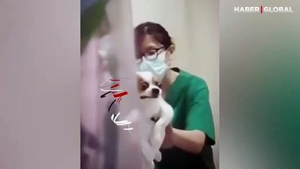 Aşı olacağını hisseden köpeğin surat ifadesi güldürdü
