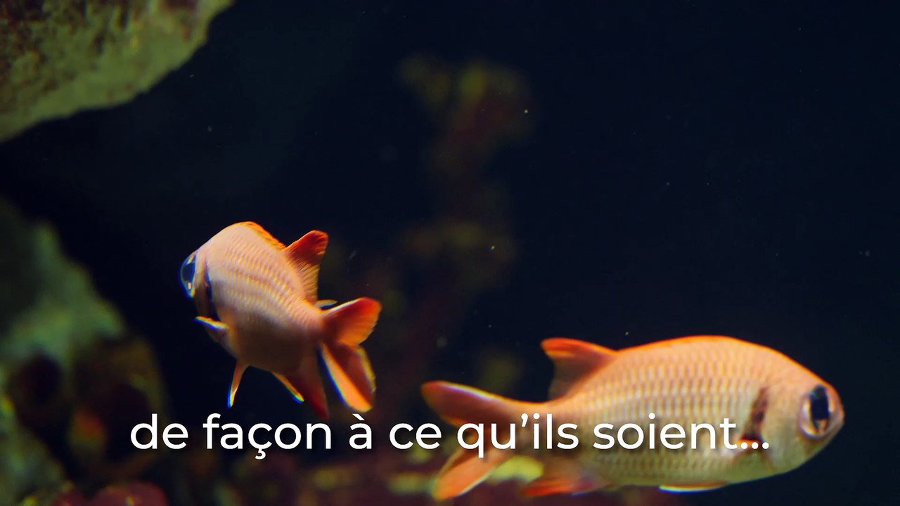 Planet Ocean : Quel est son rôle ?