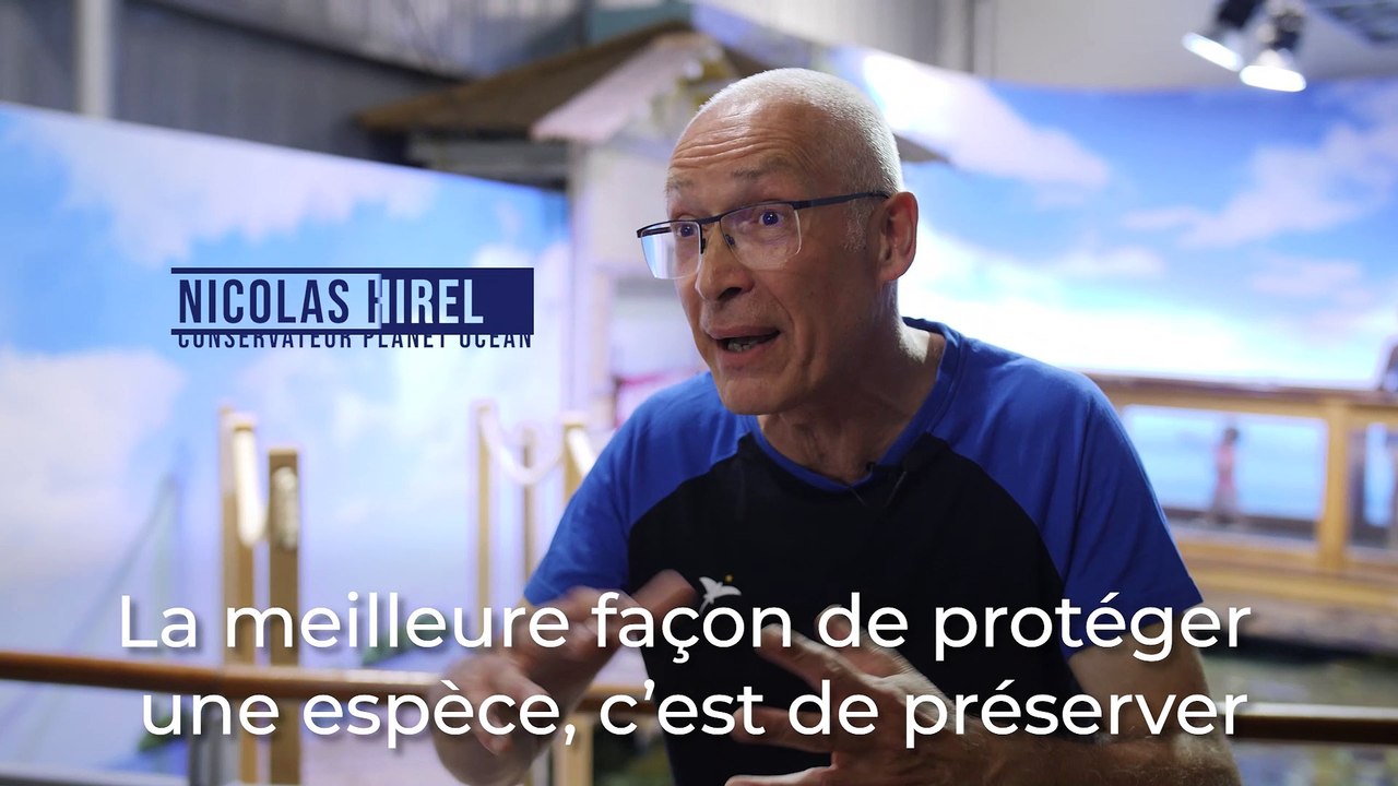 Planet Ocean : Les espèces en captivité rejoignent-elles parfois leur milieu naturel ?