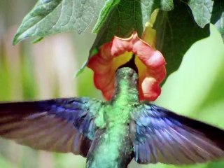 Life On Earth S01E08 Lords of the Air
