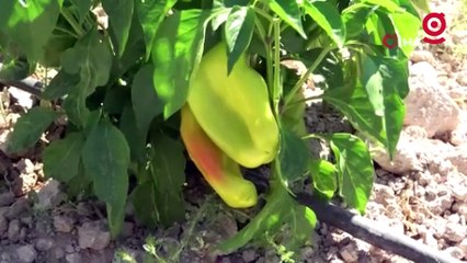 Tarlasını yine vatandaşa açtı, marketin yarı fiyatına satışa başladı