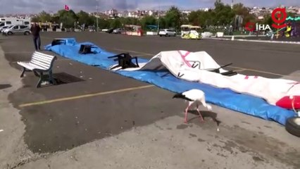 Balık çalarken görüntülenen leylek, kedilere savaş açtı: O anlar kamerada