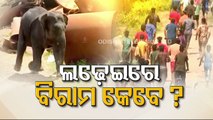 Odisha: Elephant menace afflicts people of Cuttack’s Jagatpur