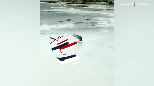 Buz tutan göl üzerinde oyun oynayan ördekler gülümsetti