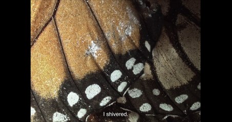 Trazos de silencio (Streams of Silence) - Trailer