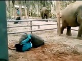 Anak Gajah lucu  bermain dengan majikan