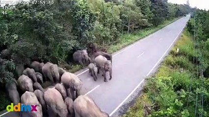 Impactantes imágenes de una manada de 65 elefantes salvajes en Tailandia