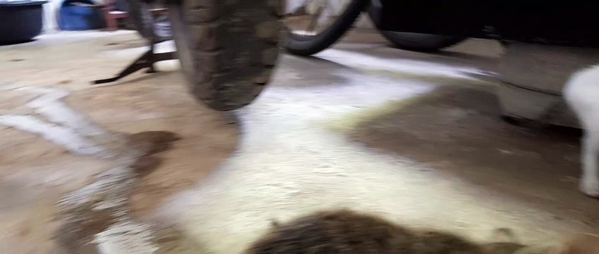 THREE KITTEN EATING RAW FISH ,CATS EATING RAW FISH