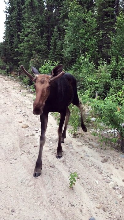 Up-Close Encounter With a Young Bull Moose