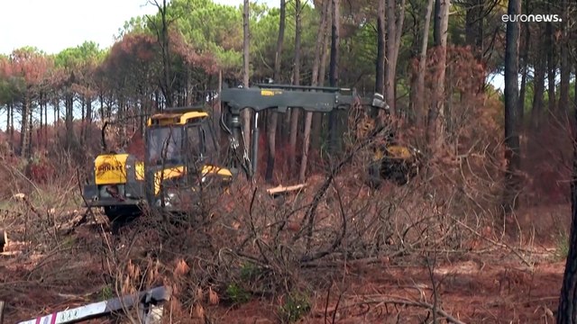 Incendies géants été 2022 : faire renaître les forêts françaises de leurs cendres
