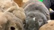 Bunnies Drink From Water Bowl Together