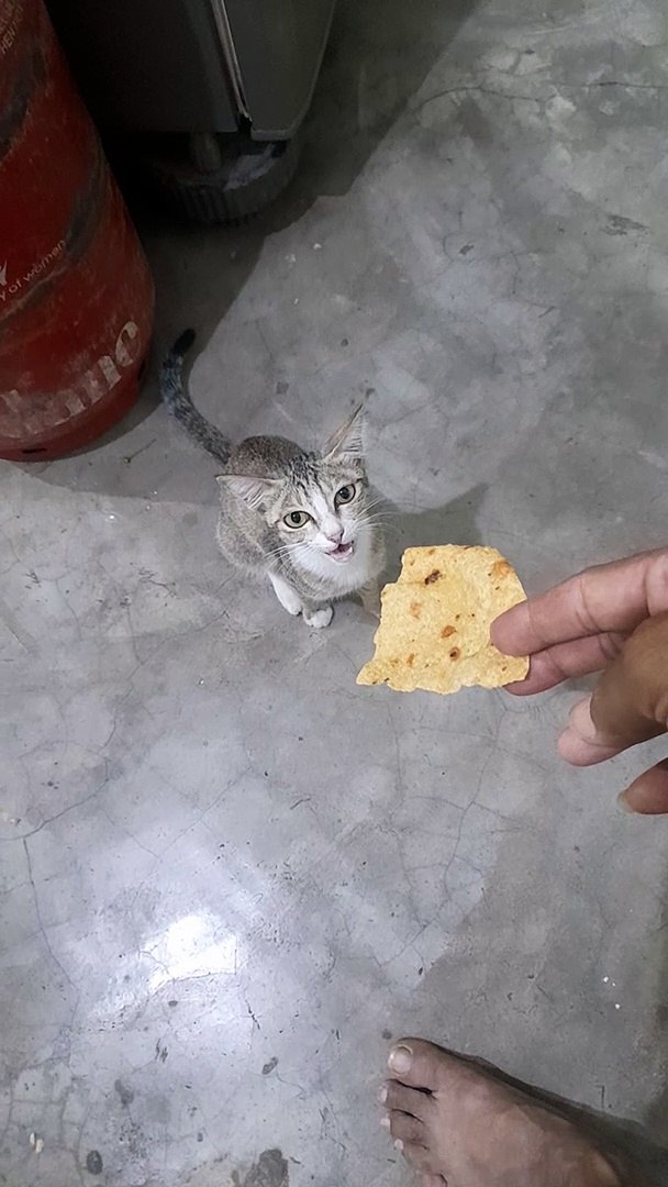 cat standing eat Papad in India Cute cat standing on two legs wants to eat Papad