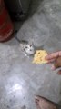 cat standing eat Papad  in India ,   Cute cat standing on two legs wants to eat Papad