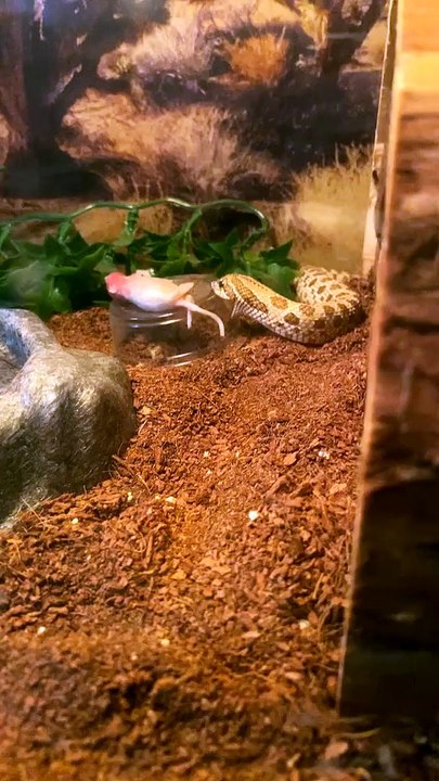 My Snake Is a Little Special