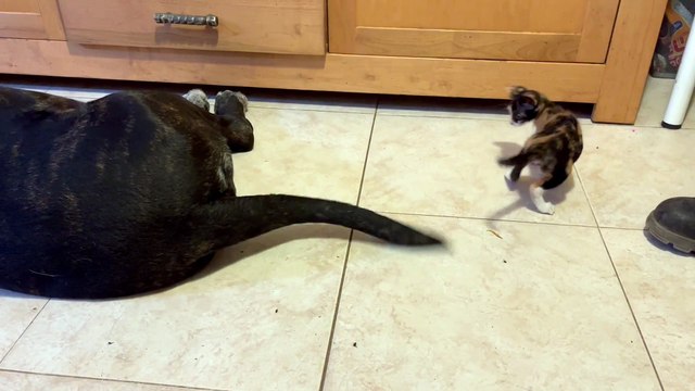 Kitten Plays With Dog's Wagging Tail