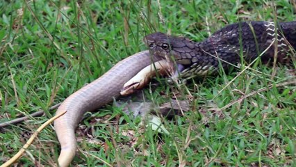 Huge Cobra Relocated Away From Homes