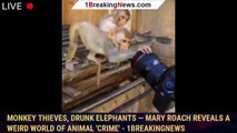 Monkey thieves, drunk elephants — Mary Roach reveals a weird world of animal 'crime' - 1BREAKINGNEWS