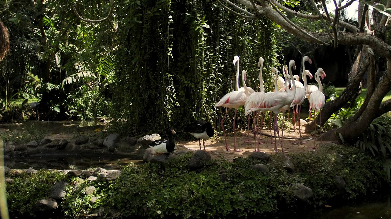 Group of flamingos on the shore of a lake