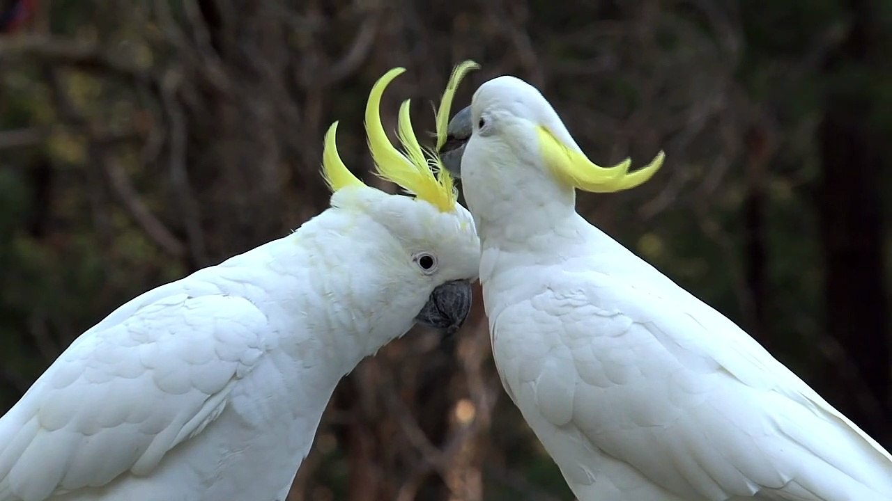 Big white birds caressing each other