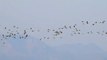 Flocks of birds flying in the sky