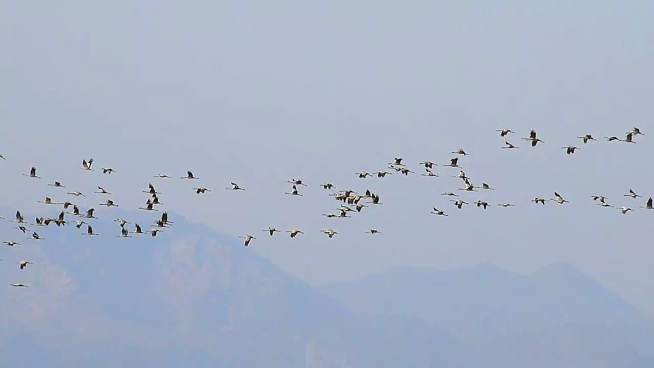 Flocks of birds flying in the sky