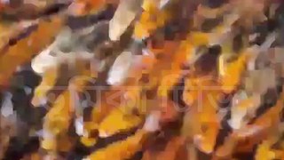 হাজার হাজার ছোট ছোট রঙিল মাছ | Vumika TV