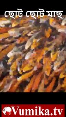 হাজার হাজার ছোট ছোট রঙিল মাছ | Vumika TV