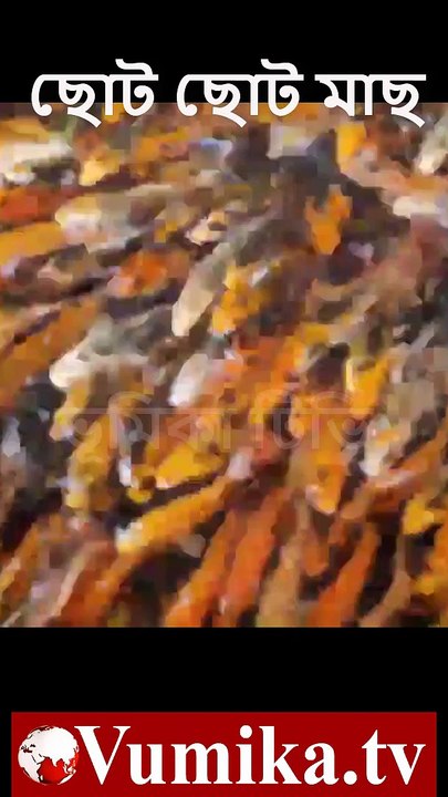 হাজার হাজার ছোট ছোট রঙিল মাছ | Vumika TV