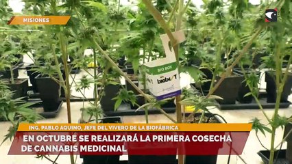 En octubre se realizará la primera cosecha de cannabis medicinal