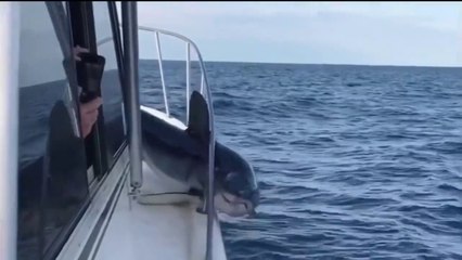 Tiburón salta del agua y cae en yate