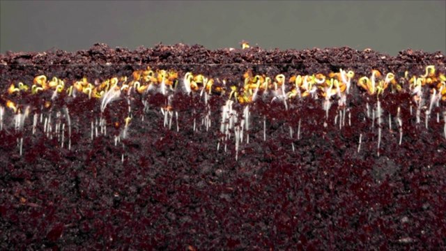 California Becomes 5th State To Legalize Human Composting