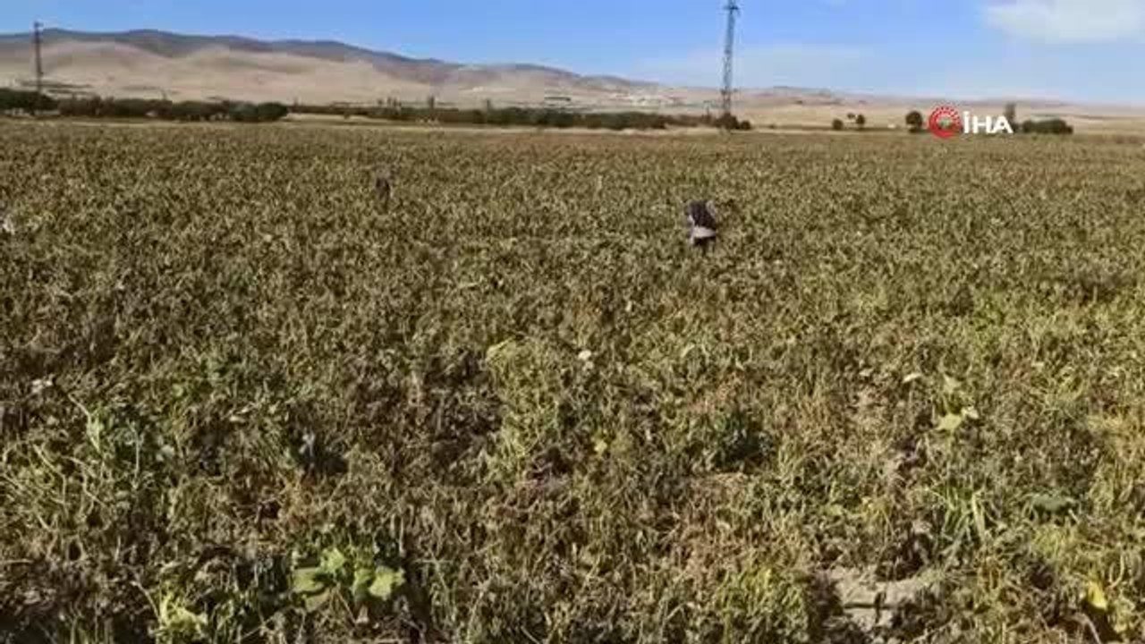 Tarım arazilerini don vurdu