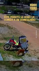 Este astuto perrito le 'robó' el pedido a un domiciliario distraído