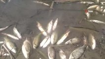 İzmir yerel haberleri... Büyük Menderes Nehri'ndeki balık ölümleri korkutuyor