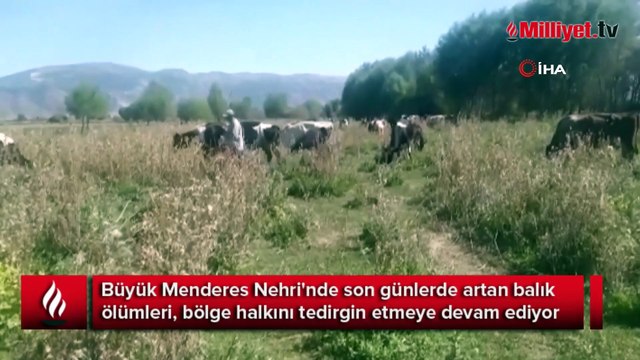 Büyük Menderes Nehri'ndeki balık ölümleri korkutuyor