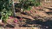 Produtores de maçãs afetados pela seca que Portugal enfrenta