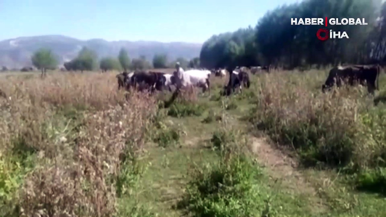 Vatandaşlar tedirgin! Balık ölümleri korkutuyor