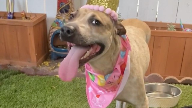 Woman Rescues And Adopts Abandoned Dog On Vacation | Happily TV