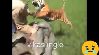 Wild animal attack | funny video | comedy video | animal videos