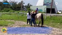 Falta regular el cuidado de los caballos en Veracruz; muchos son explotados