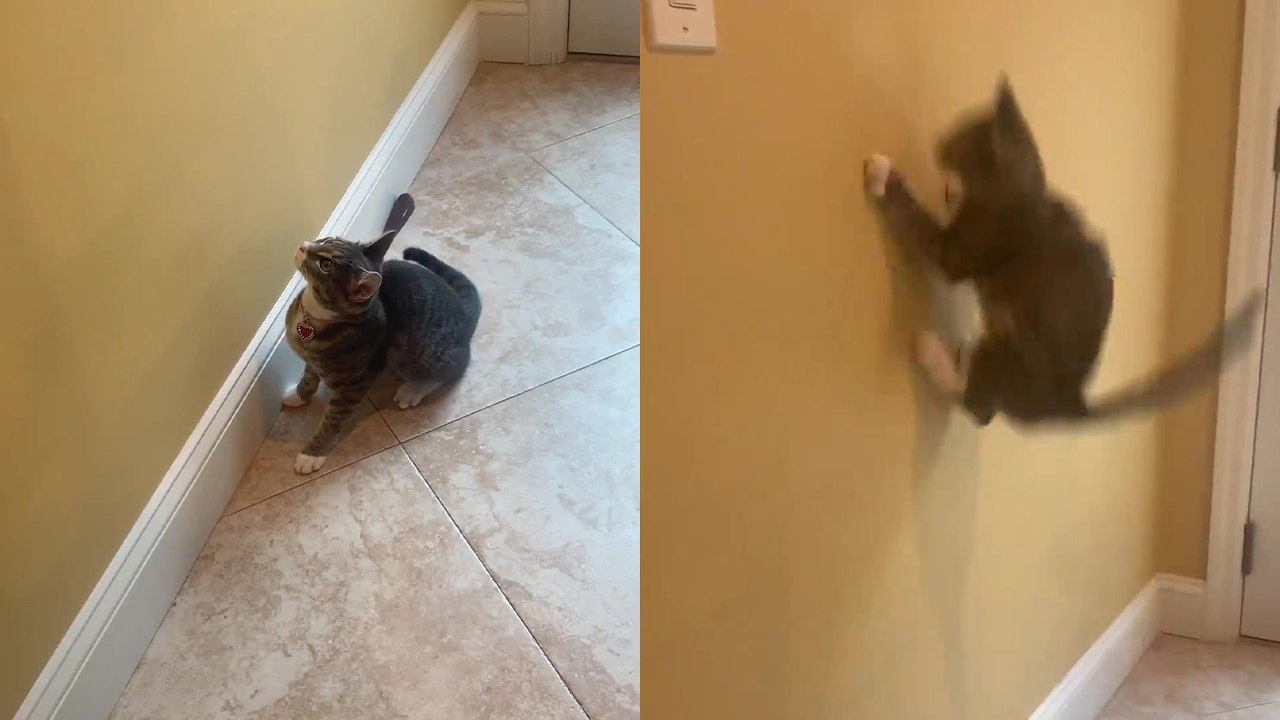 Steadfast kitten tries to catch the light on the wall
