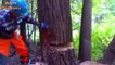 Amazing Fastest Skill Cutting Big Tree ChainSaw Machines-Incredible Dangerous Fast Huge Tree Cutti