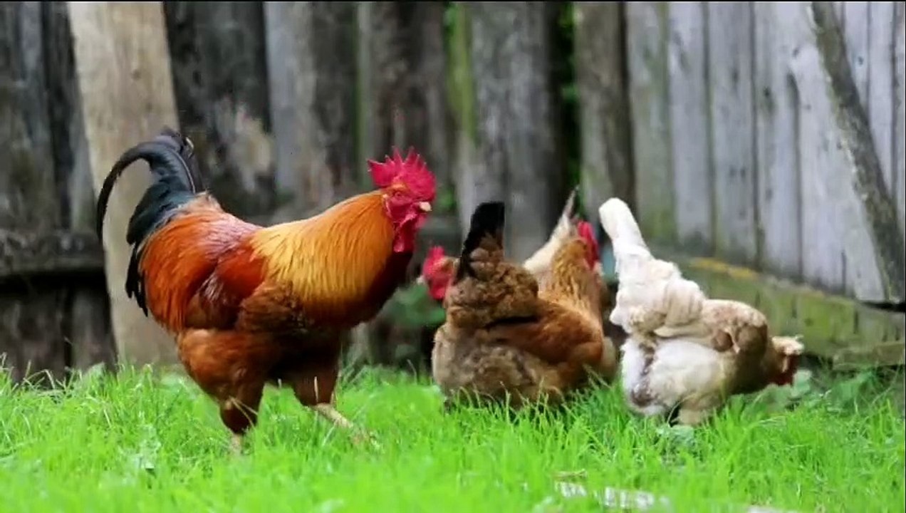 Chicken in Garden