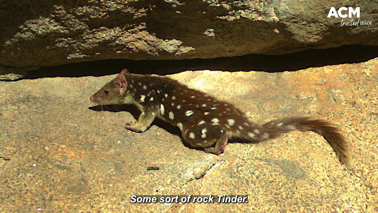 Tim the Yowie Man and the spotted tailed quolls' rock Tinder