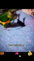 Very Intelligent Birds Video Clip 2022 | Bird New Videos | Cute Animals Yt