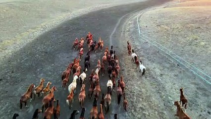 So cute and beautiful Horses